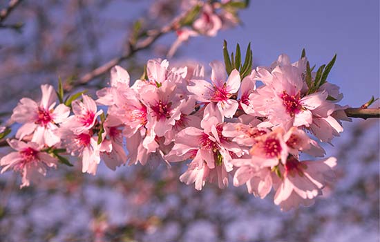 Almond blossom route encourages territorial cohesion and sustainability